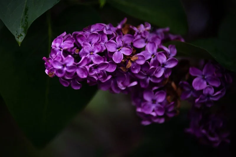 Lila Flieder im modernen Garten