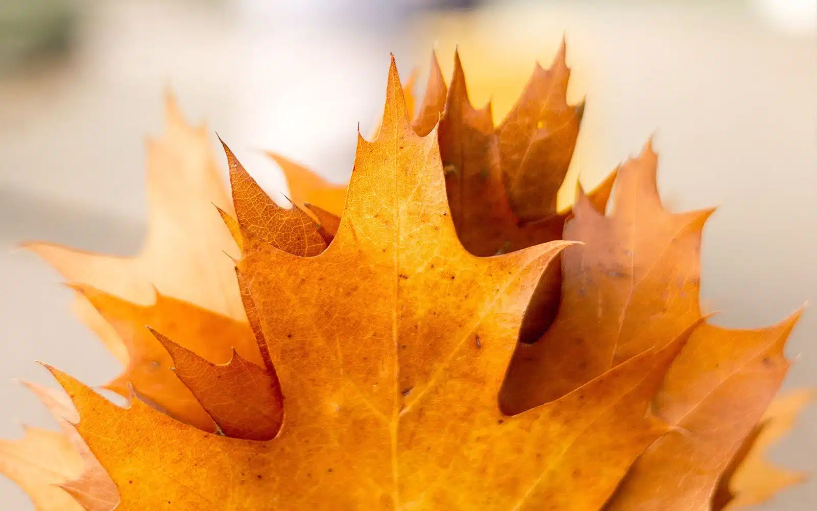 Herbst Bucket List - 30 Ideen für Herbst-Genießer