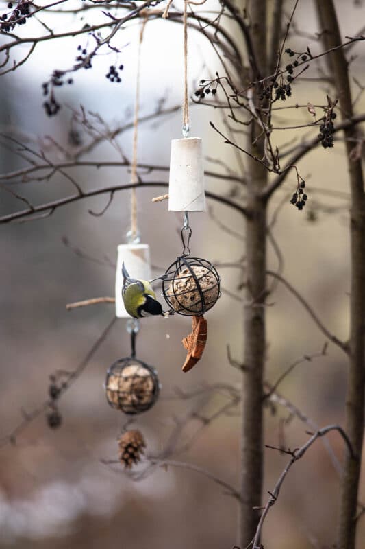 Vögel füttern im Winter: kreative DIY Futterstellen für deinen Garten basteln 27 27 Vögel mit DIY Meisenknödel füttern