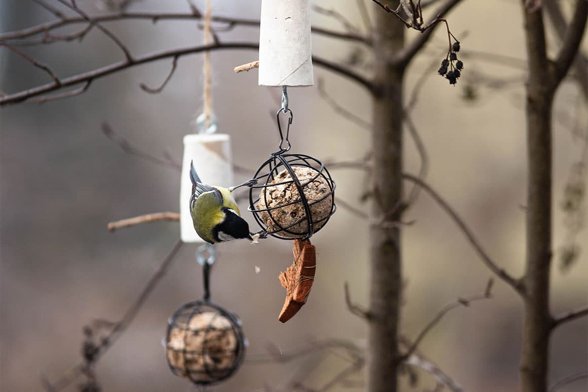 Meisenknödelhalter aus Beton selbst machen: Bastelidee für den Winter