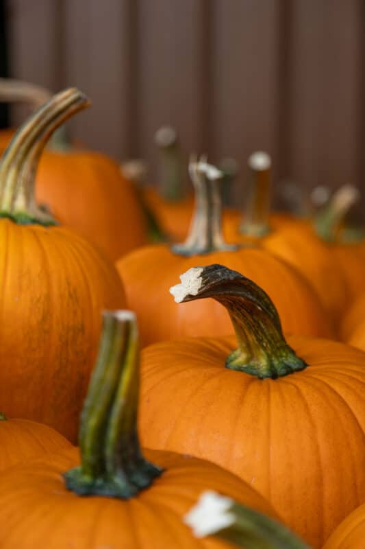 Kürbis schnitzen: coole Vorlagen für deine Halloween-Deko 8 8 Halloween Kürbisse zum schnitzen