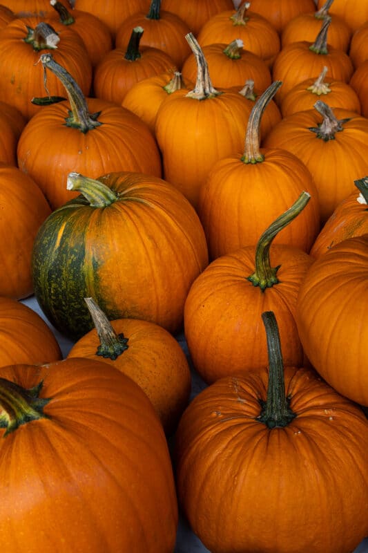 Kürbis schnitzen: coole Vorlagen für deine Halloween-Deko 7 7 viele Halloween Kürbisse