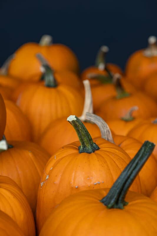 Kürbis schnitzen: coole Vorlagen für deine Halloween-Deko 6 6 Halloween Kürbisse direkt vom Bauernhof